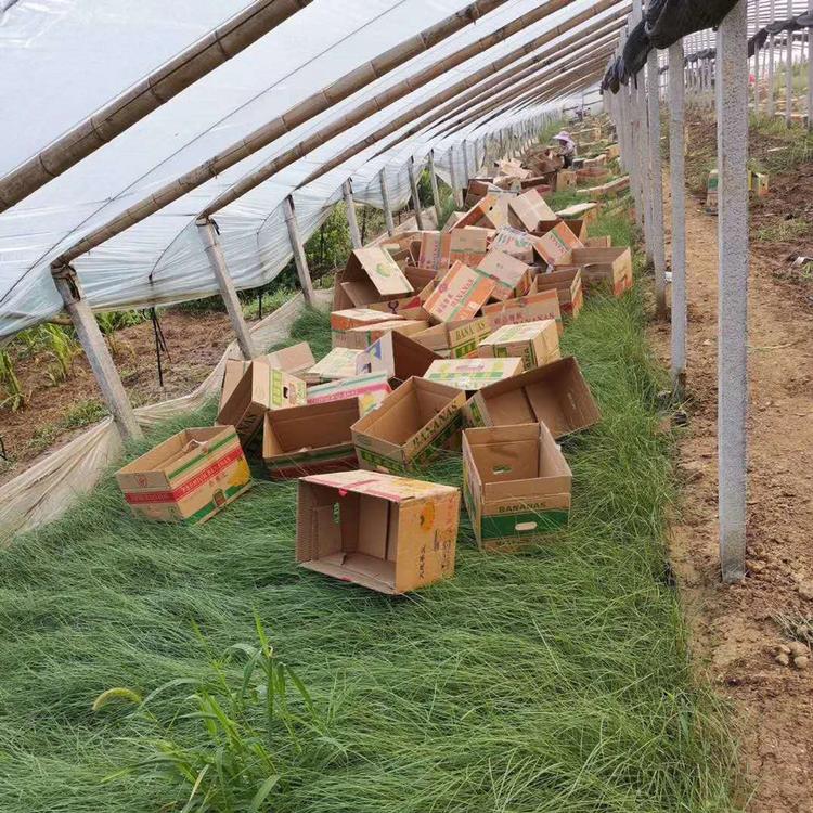 粉黛乱子草小苗 出售粉黛乱子草小苗 粉黛乱子草小苗种植基地