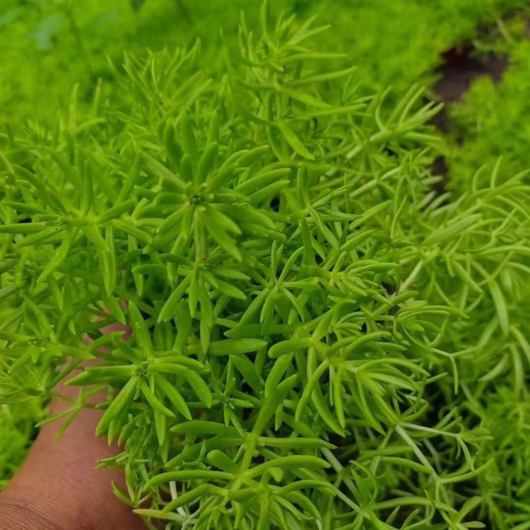 佛甲草绿化苗 佛甲草绿化苗出售 大量批发佛甲草绿化苗