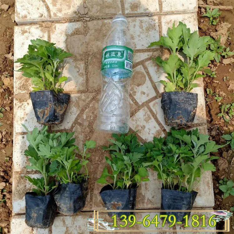 地被菊盆苗 大量批发地被菊 青州地被菊价格