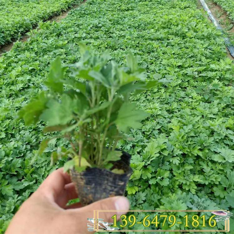 地被菊带盆苗 大量批发地被菊袋苗 青州地被菊小苗价格