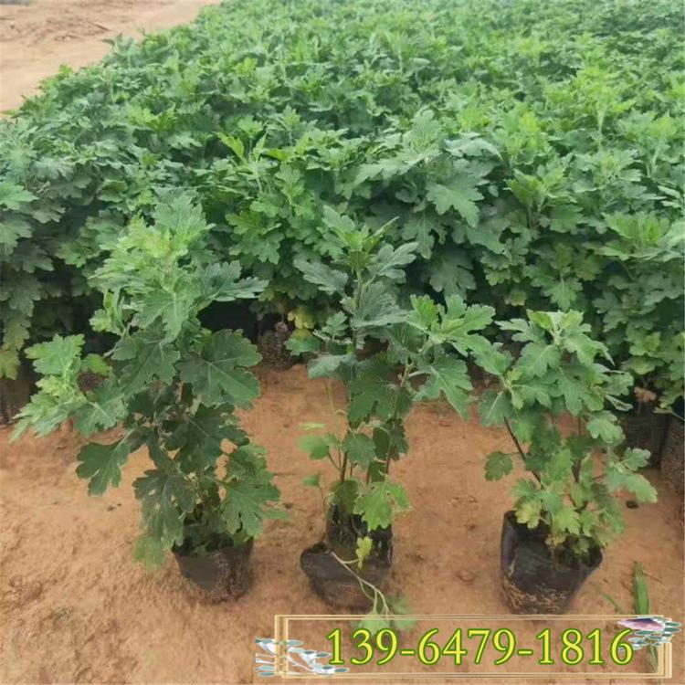 多彩地被菊种苗 观赏花卉地被菊盆栽苗 青州耐寒型宿根花卉
