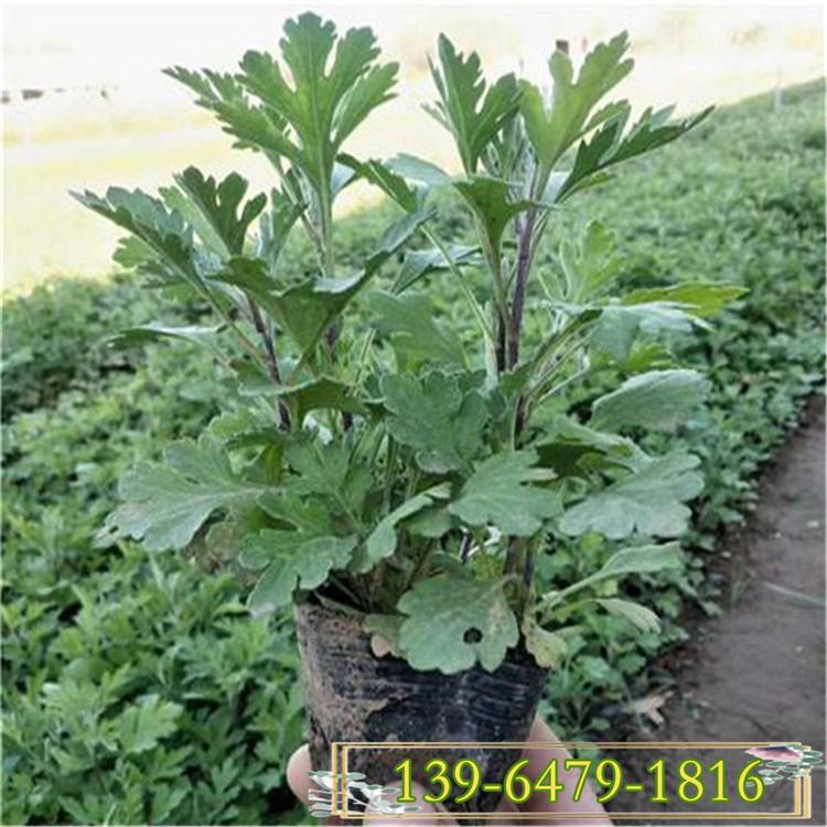 地被菊花苗 观赏菊花卉盆栽苗 耐寒型带盆发货