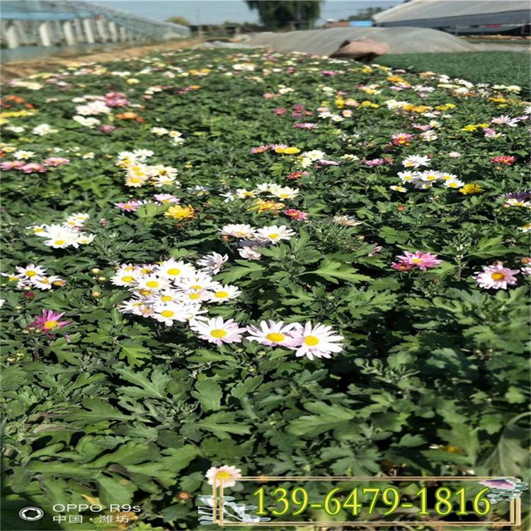 绿化园林工程菊花苗 矮生菊花 红色地被菊种植基地