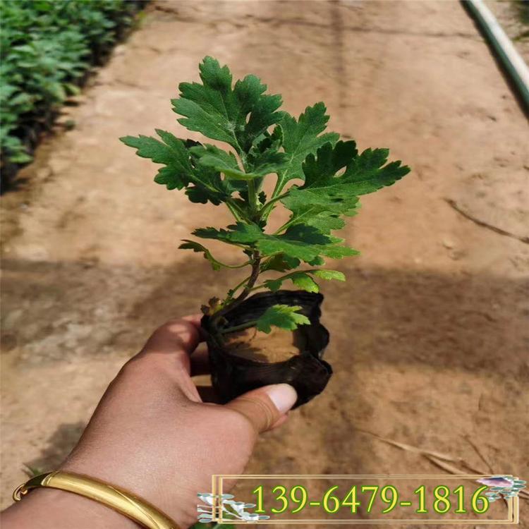 大量供应菊花苗 地被菊 国庆菊学校门口节日租摆菊花