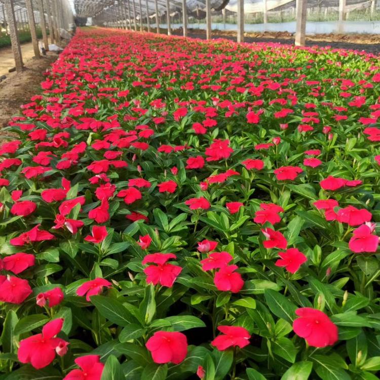 长春花花卉 长春花道路用苗 苗圃直供