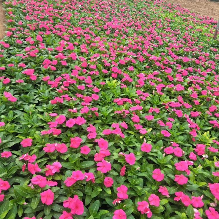 长春花易成活 长春花多年生植物 市场基地批发