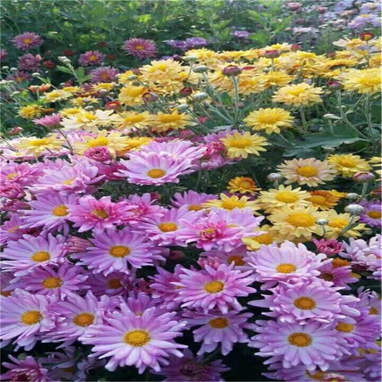 10月开花的地被菊花卉  宿根花卉国庆菊 大量批发地被菊