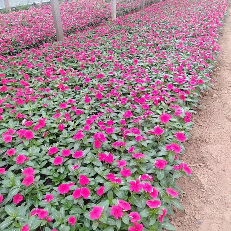 长春花杯苗 长春花景区用苗 现货供应