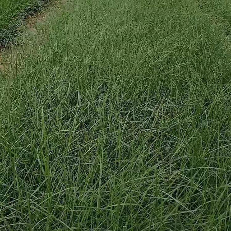 粉黛乱子草批发商基地供应 青州草花 粉黛乱子草苗