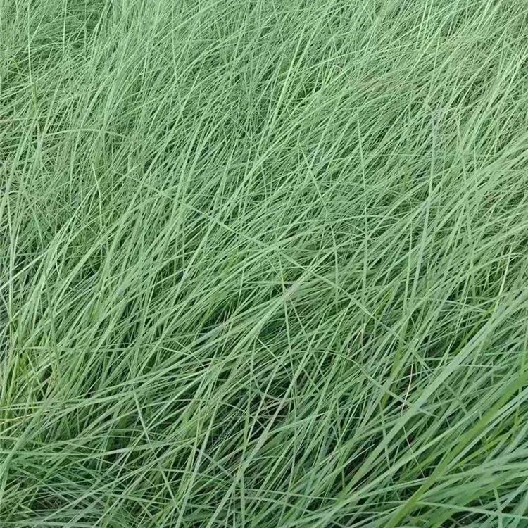 粉黛乱子草批发商苗圃批发 山东草花 粉黛乱子草