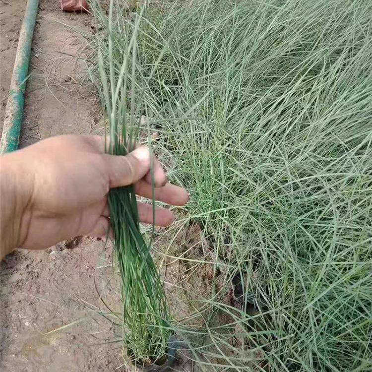 粉黛乱子草批发商自产自销 草花苗木 粉黛乱子草苗