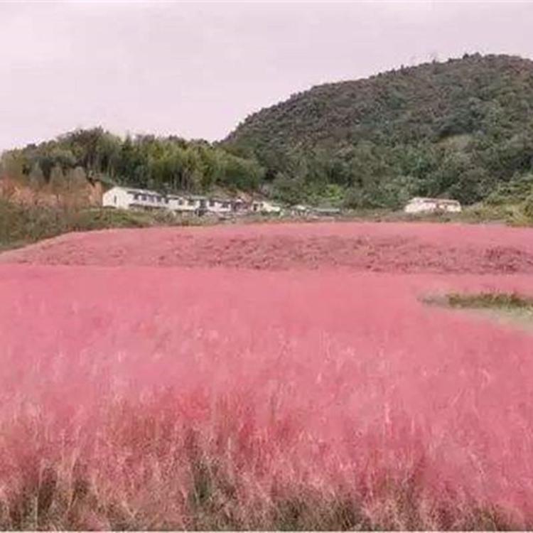 粉黛乱子草批发商基地供应 花海用草花小苗 观赏植物粉黛乱子草