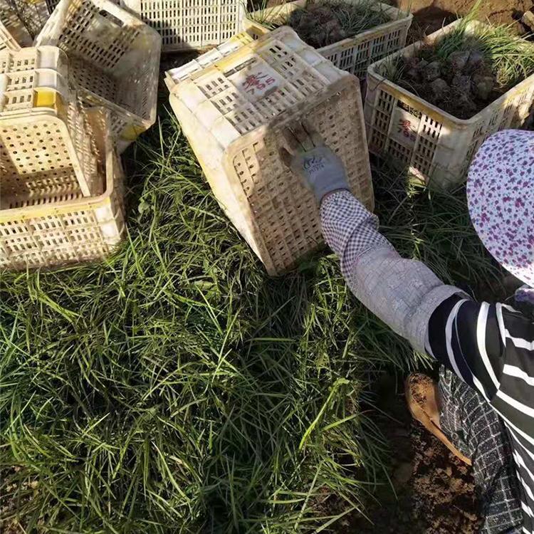 基地推荐 麦冬 麦冬种植基地