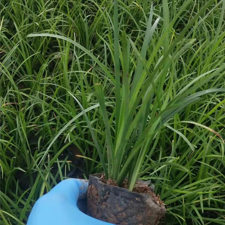 麦冬草 青州麦冬销售