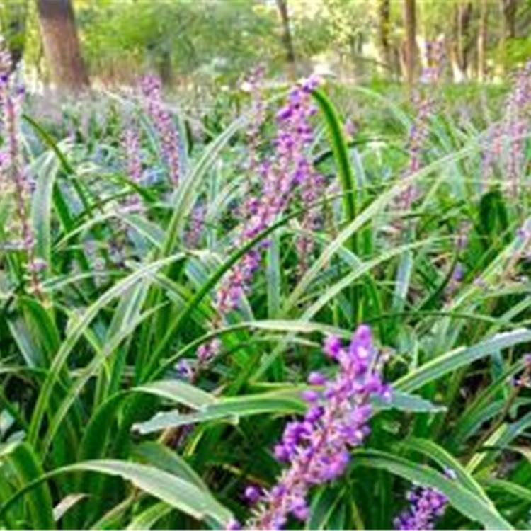 麦冬销售 观赏草基地批发 山东麦冬