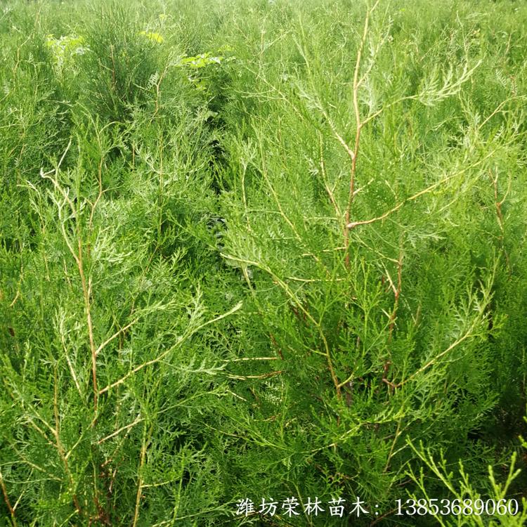 1.8米侧柏 苗圃直供 侧柏价格