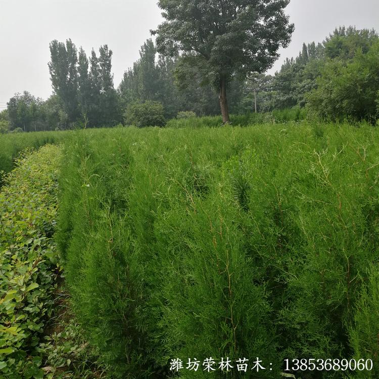 1.8米侧柏种植基地 价格优惠 苗圃直供