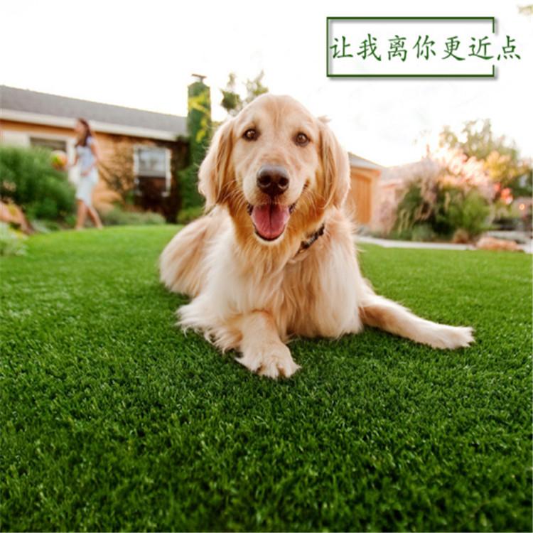 厂家直销环保草坪休闲草坪足球场草坪混合草草坪人造草坪天台足球场楼顶草地