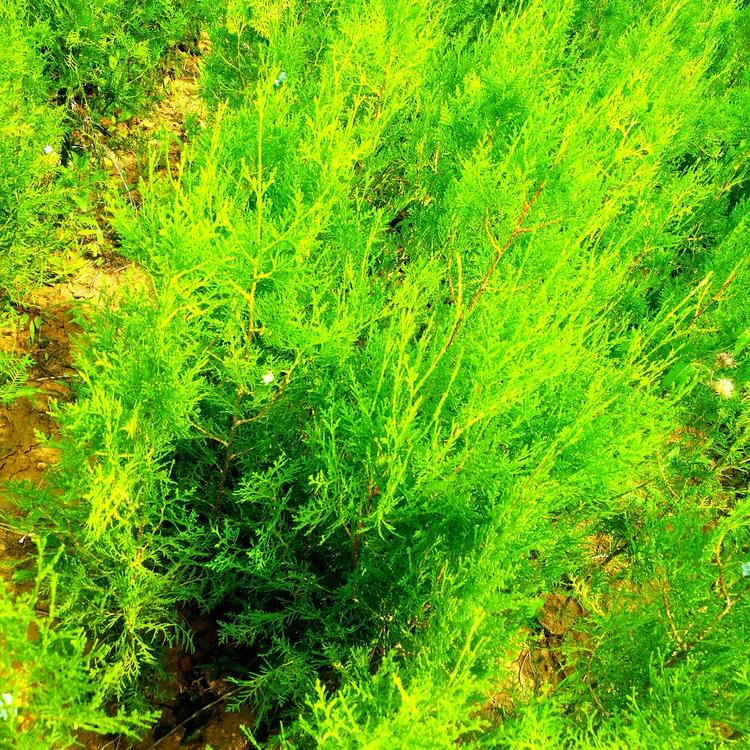 80厘米侧柏小苗 价格优惠 苗圃供应
