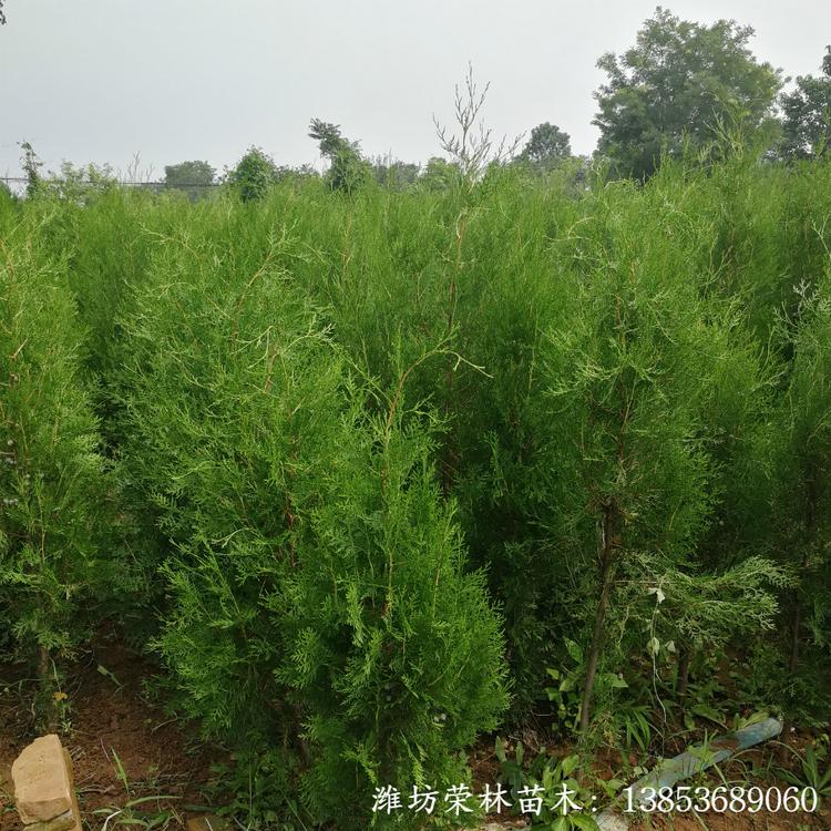 1.8米侧柏批发 潍坊荣林 苗圃基地土球苗
