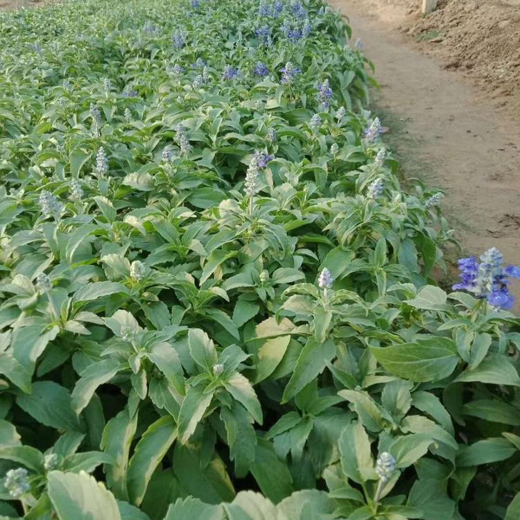 青州基地草花直销鼠尾草