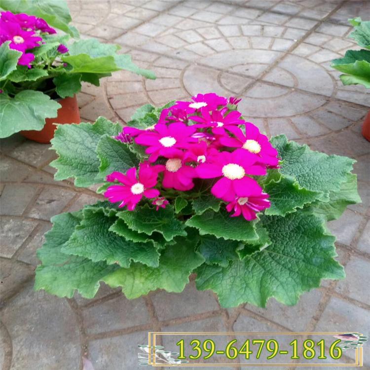 瓜叶菊盆苗 大量供应品质好的盆栽草花 瓜叶菊价格
