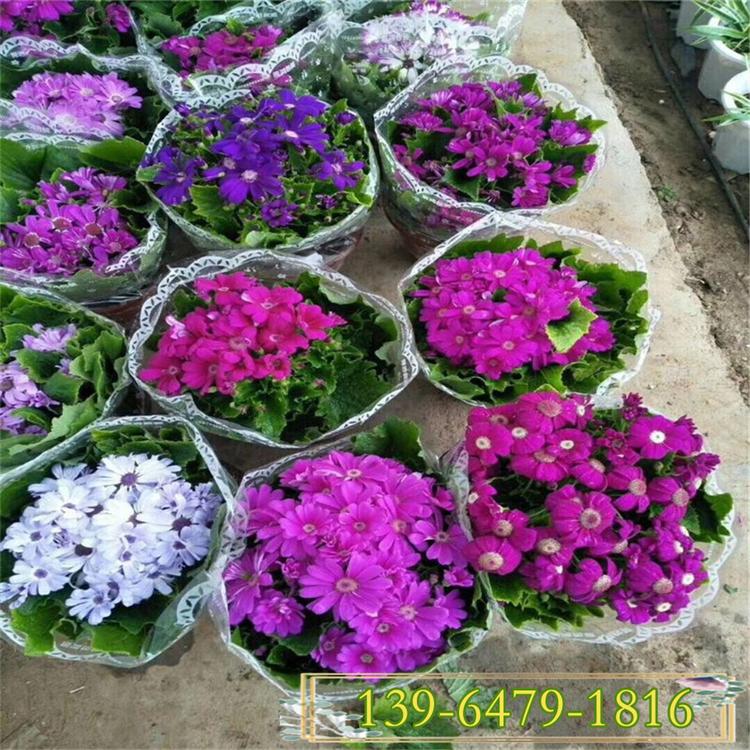 瓜叶菊 瓜叶菊营养杯工程用苗批发12月开花的耐寒花卉