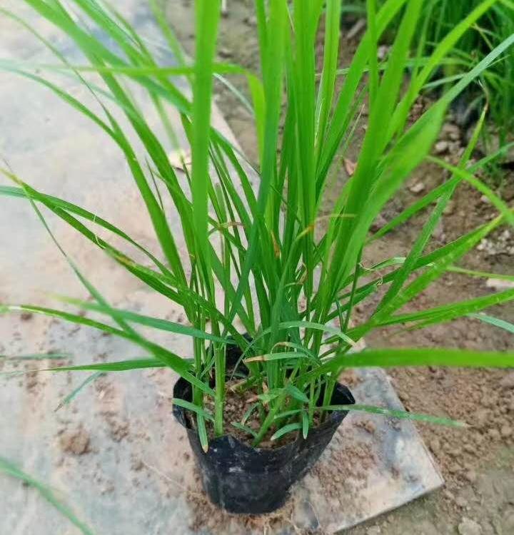青州观赏草基地直销狼尾草
