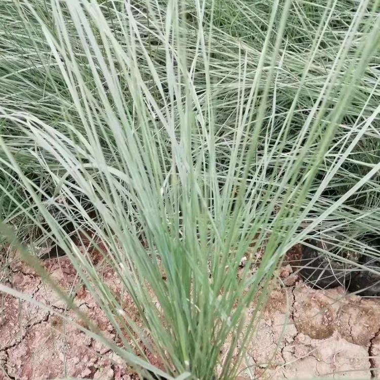 青州观赏草基地直销粉黛乱子草
