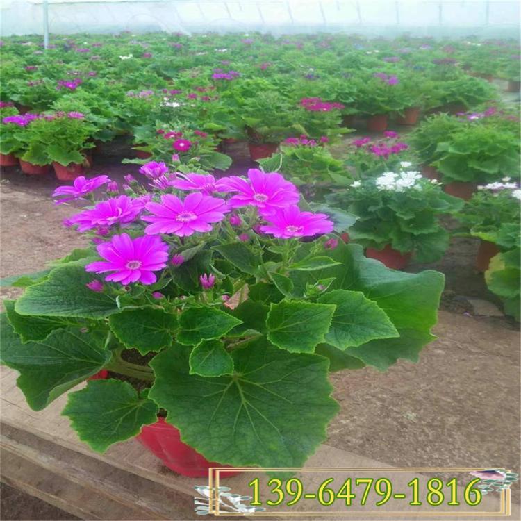 瓜叶菊小苗繁育基地 瓜叶菊可租摆 春节前后开花