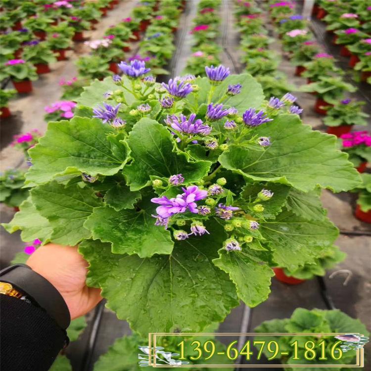 价格便宜的多色瓜叶菊 瓜叶菊盆栽种植基地 冬季租摆花卉