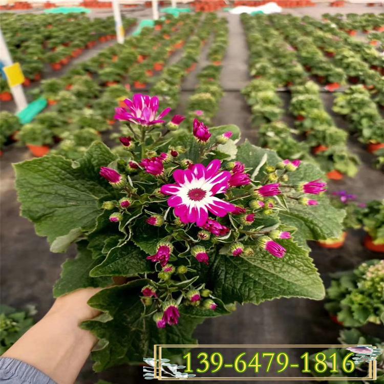 瓜叶菊盆栽 观赏草花瓜叶菊花苗 青州瓜叶菊价格 