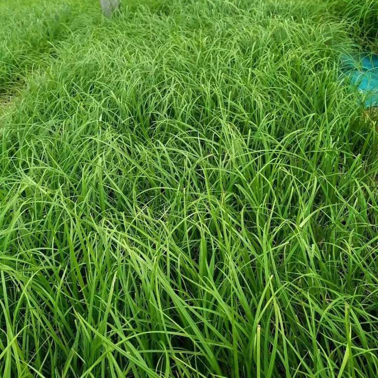 青州观赏草基地直销青绿苔草