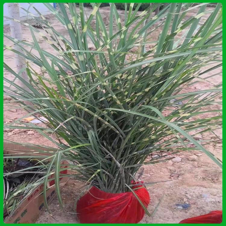 绿化工程苗 斑叶芒 斑叶芒种植基地