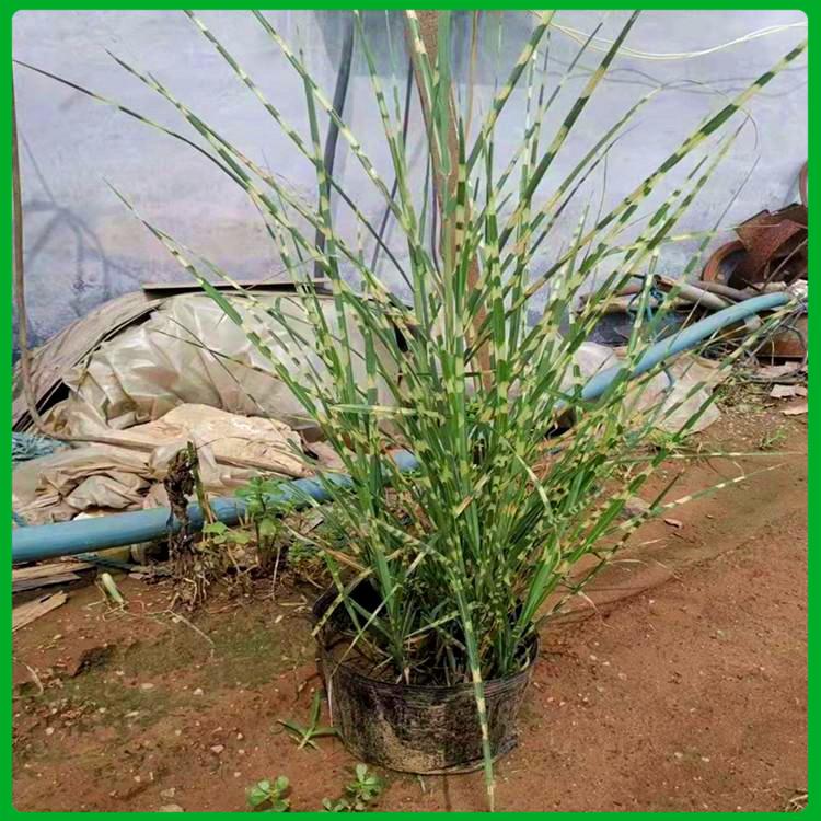 斑叶芒种植基地 山东水生植物斑叶芒 园林观赏植物