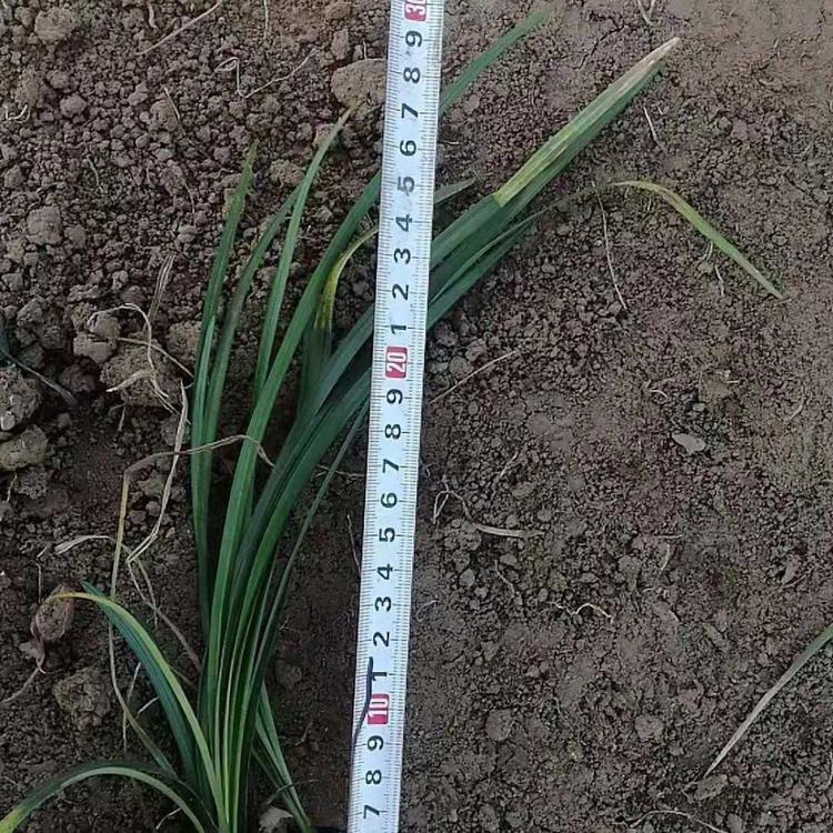 青州观赏草基地直销麦冬草