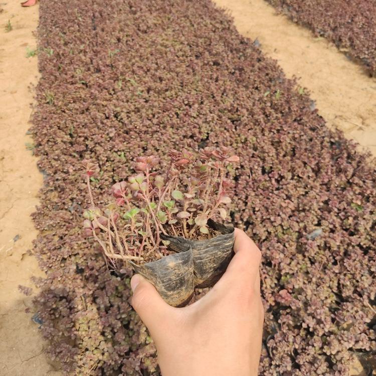 大量供应龙血景天 龙血景天基地批发价格