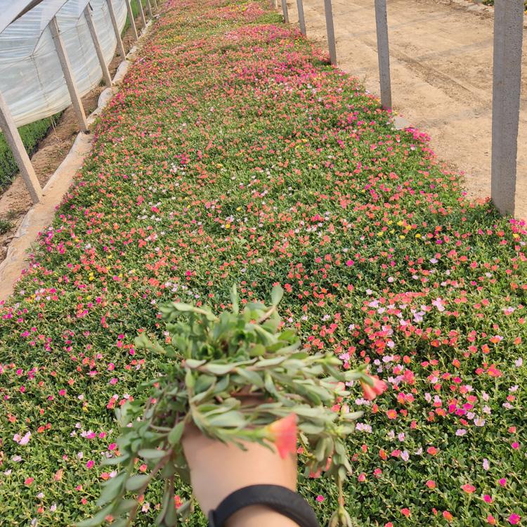 绿化草花马齿苋  马齿苋的种植基地