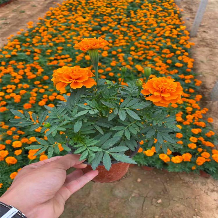 孔雀草小苗价格  孔雀草小苗种植基地  孔雀草报价