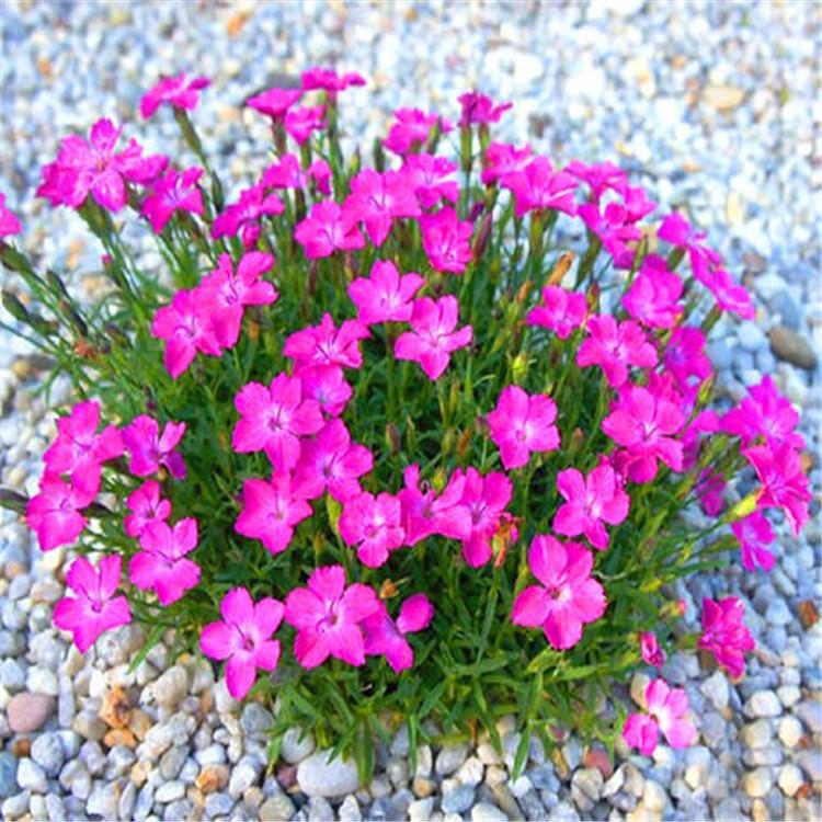 双色盆欧石竹种植基地  欧石竹批发报价  量大从优