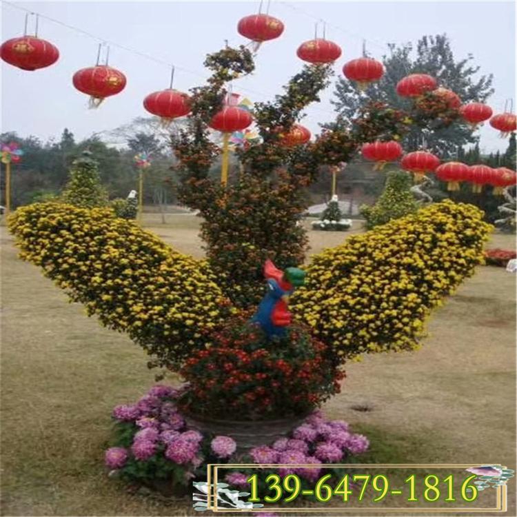 国庆菊价格 十月一租摆用花菊花造型 黄色国庆菊盆苗