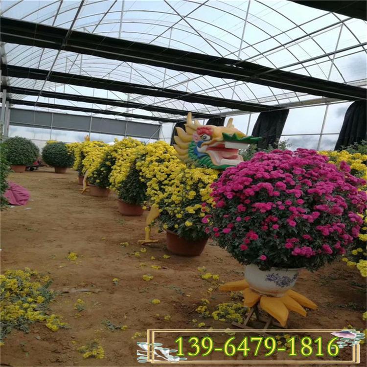 批发供应彩色国庆菊 租摆秋菊 国庆菊小苗批发 造型菊花