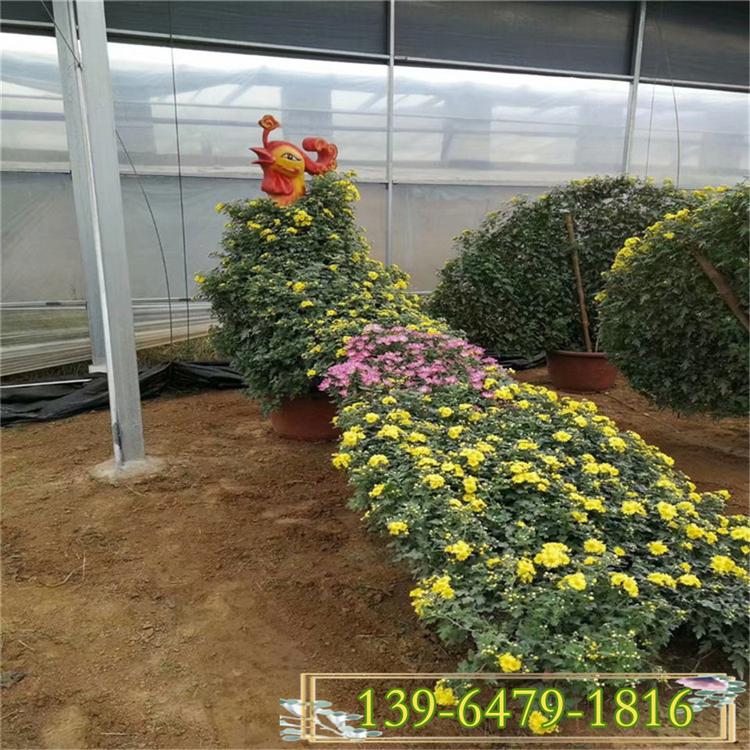 国庆菊盆苗基地 节庆花坛租摆花卉造型 白色菊花小杯苗价格