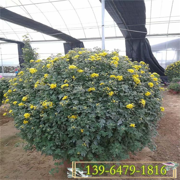 金秋观赏千头菊 供应多个花色盆栽欧洲景观菊 国庆菊造型