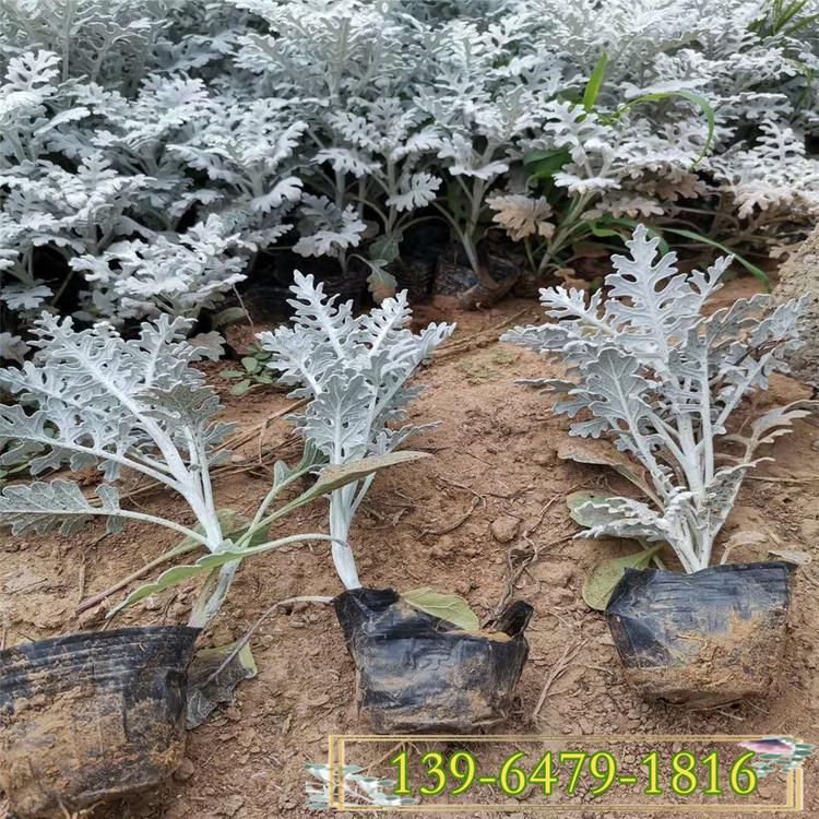 银叶菊 大量供应优质草花银叶菊盆苗 花镜镶边植物