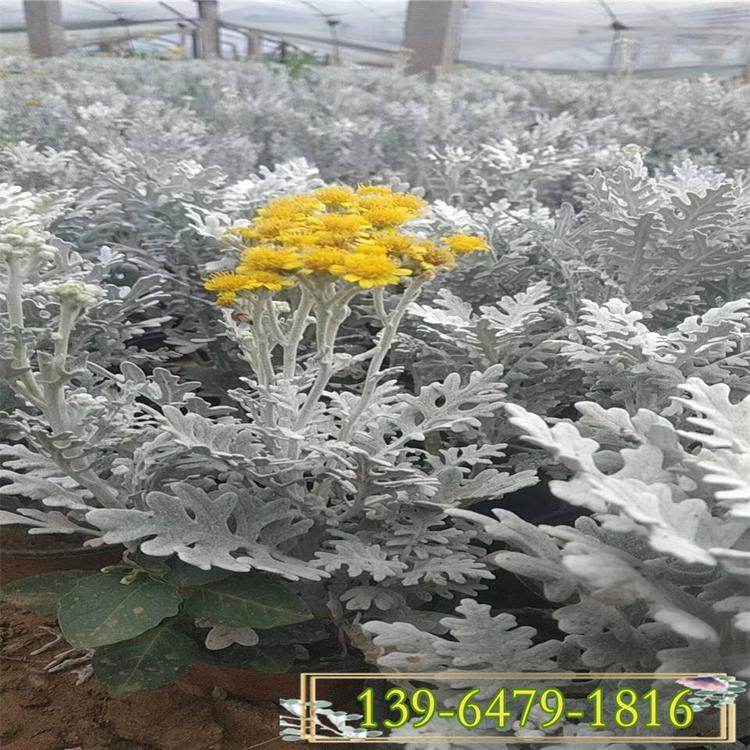 供应地被植物银叶菊盆苗 银叶菊种子 又名雪叶菊