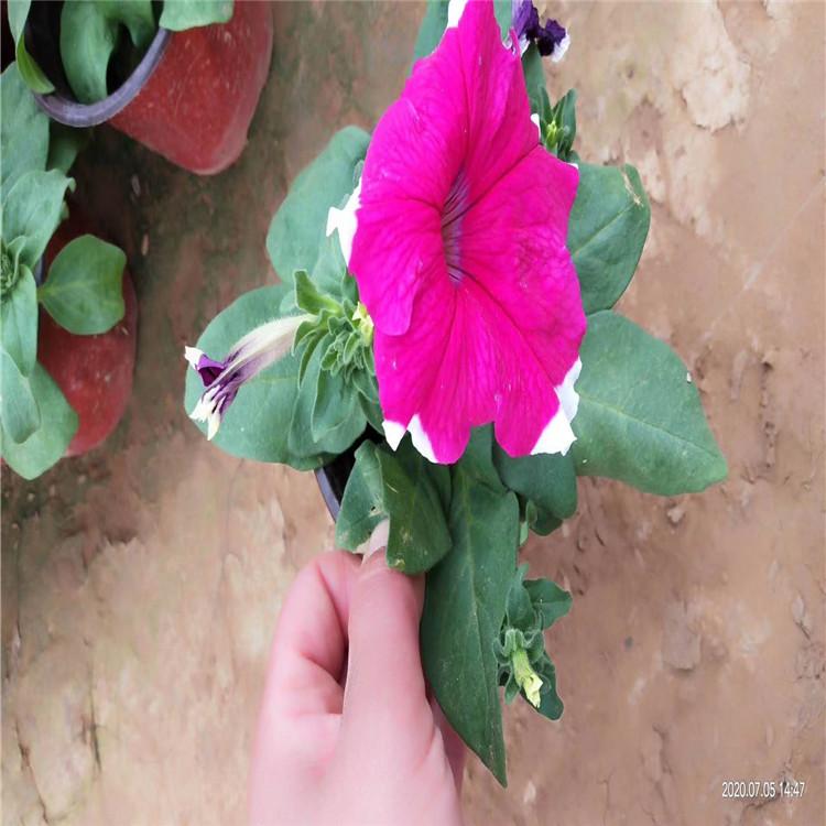 卓彩牵牛花   五彩牵牛花  牵牛花海出售