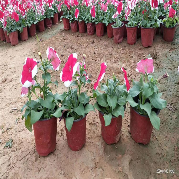青州五彩牵牛  牵牛花  双色盆五彩牵牛基地