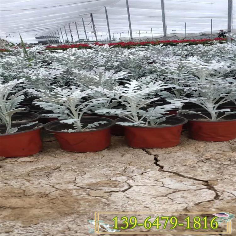 价格便宜的银叶菊苗 批发双色盆银叶菊 园林景观用苗子
