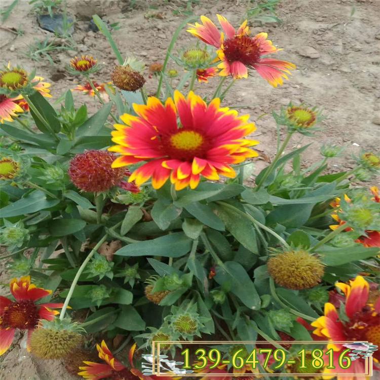 天人菊 天人菊盆苗价格 多年生耐干旱炎热 耐风抗潮良好